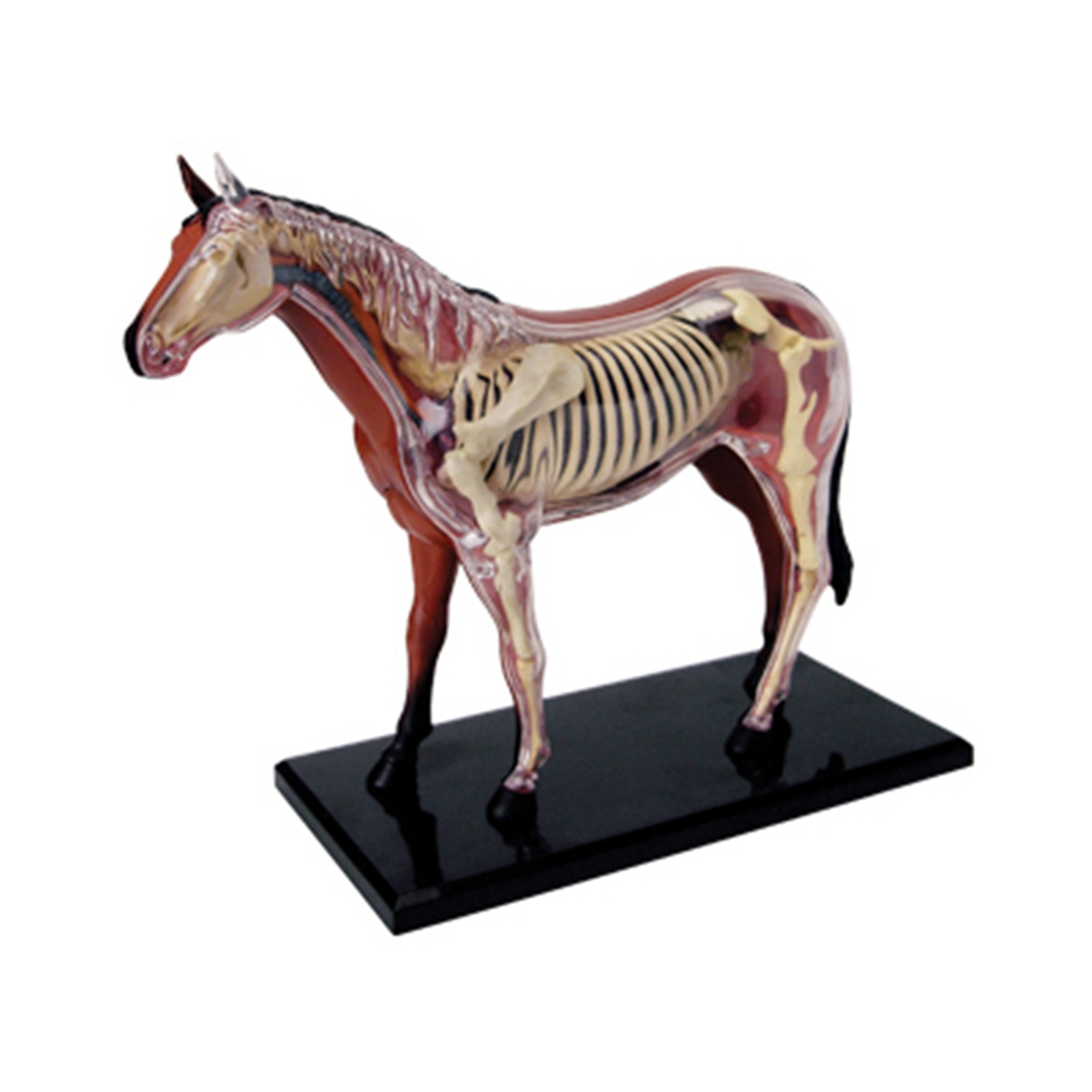 Science Diy Model - Model anatomi Organ hewan mainan rakitan