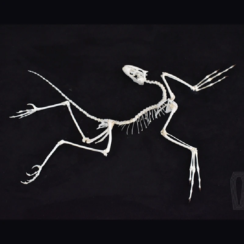 2120 Dekorasi Dinding Fosil Ar - Fossil Replica Display ulasan dan harga